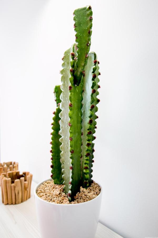 סן מיגל דה אבונה Cactus Apartment מראה חיצוני תמונה